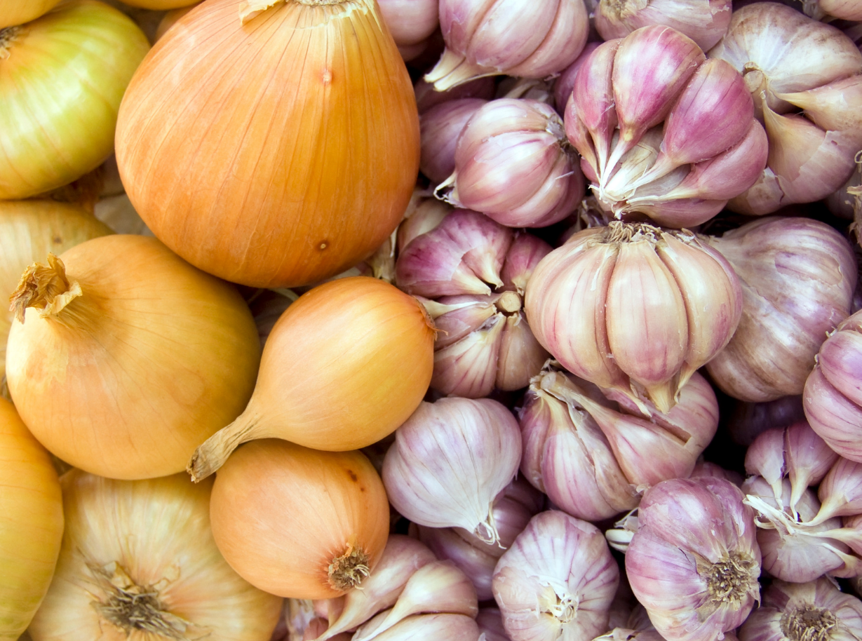 特撮 Unabashed Onion and Garlic Amazon.com : Old Cobblers Farm™ Wicked Growth Garlic + Onion